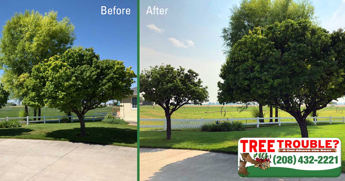Professional Tree Removal Sacramento - Hire The Tree Removal Experts