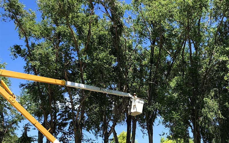 Professional Tree Trimming And Removal Service From The Stumps In The Ground To The Branches In The Clouds, Tree Trouble Has Got You Covered.